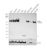 CD49a Antibody