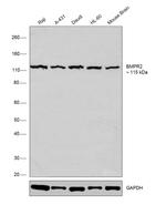 BMPR2 Antibody in Western Blot (WB)