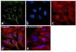 HSPA9 Antibody in Immunocytochemistry (ICC/IF)