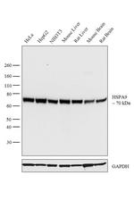 HSPA9 Antibody in Western Blot (WB)