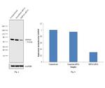 HSPA9 Antibody in Western Blot (WB)