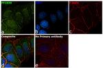 PPP1R9B Antibody in Immunocytochemistry (ICC/IF)