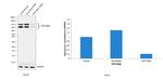 PPP1R9B Antibody