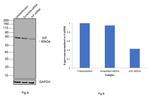 AIF Antibody in Western Blot (WB)