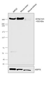 DYNC1H1 Antibody in Western Blot (WB)