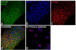 KMT2D Antibody in Immunocytochemistry (ICC/IF)