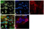 KMT2D Antibody in Immunocytochemistry (ICC/IF)