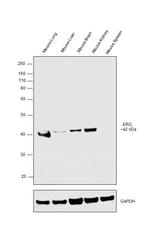 ERG Antibody