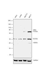 ERG Antibody in Western Blot (WB)