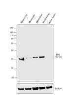 ERG Antibody in Western Blot (WB)