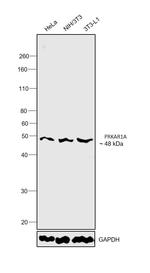 PRKAR1A Antibody in Western Blot (WB)