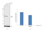 PRKAR1A Antibody in Western Blot (WB)