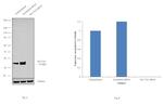 SLC7A5 Antibody