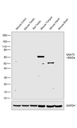 GNAT3 Antibody in Western Blot (WB)