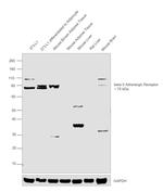 beta-3 Adrenergic Receptor Antibody in Western Blot (WB)