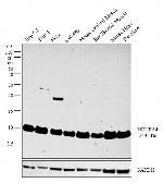 NDUFA4 Antibody in Western Blot (WB)