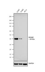 RENBP Antibody in Western Blot (WB)