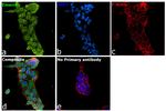 Emerin Antibody in Immunocytochemistry (ICC/IF)