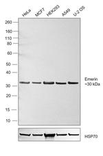 Emerin Antibody in Western Blot (WB)