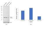 Emerin Antibody in Western Blot (WB)