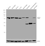 CCDC22 Antibody in Western Blot (WB)