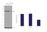 CCDC22 Antibody in Western Blot (WB)