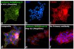 Carbonic Anhydrase II Antibody in Immunocytochemistry (ICC/IF)