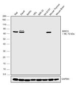 cIAP2 Antibody in Western Blot (WB)