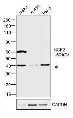 NCF2 Antibody in Western Blot (WB)