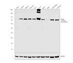 Gephyrin Antibody in Western Blot (WB)