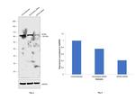 Gephyrin Antibody