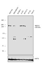 MED12 Antibody in Western Blot (WB)