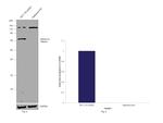 Optineurin Antibody in Western Blot (WB)