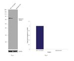 Optineurin Antibody