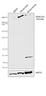 DYNC1H1 Antibody in Western Blot (WB)