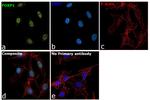 FOXP1 Antibody in Immunocytochemistry (ICC/IF)