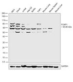 FOXP1 Antibody in Western Blot (WB)