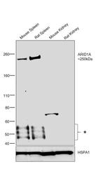 ARID1A Antibody in Western Blot (WB)