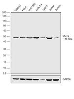 MCT2 Antibody