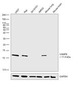 VAMP8 Antibody