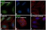 WWTR1 Antibody in Immunocytochemistry (ICC/IF)