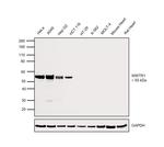 WWTR1 Antibody in Western Blot (WB)