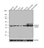 UQCRC2 Antibody in Western Blot (WB)