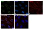 LAP2 Antibody in Immunocytochemistry (ICC/IF)