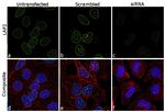 LAP2 Antibody in Immunocytochemistry (ICC/IF)