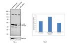 LAP2 Antibody in Western Blot (WB)