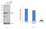 AGFG1 Antibody in Western Blot (WB)