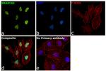 SMARCA5 Antibody in Immunocytochemistry (ICC/IF)