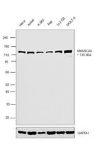 SMARCA5 Antibody in Western Blot (WB)