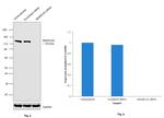 SMARCA5 Antibody in Western Blot (WB)